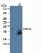 WAP Four-Disulfide Core Domain 2 antibody, MBS2026984, MyBioSource, Western Blot image 
