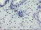 THAP Domain Containing 6 antibody, LS-C336944, Lifespan Biosciences, Immunohistochemistry frozen image 