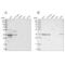 OTU Domain Containing 6B antibody, PA5-54964, Invitrogen Antibodies, Western Blot image 