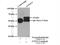 General Transcription Factor IIIC Subunit 5 antibody, 11447-2-AP, Proteintech Group, Immunoprecipitation image 