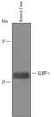 Retinoic Acid Early Transcript 1E antibody, AF6285, R&D Systems, Western Blot image 
