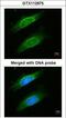 Keratin 8 antibody, GTX112975, GeneTex, Immunofluorescence image 