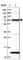 Kinesin Light Chain 2 antibody, HPA040434, Atlas Antibodies, Western Blot image 