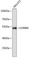 Cholinergic Receptor Muscarinic 4 antibody, 18-839, ProSci, Western Blot image 
