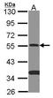 SMAD Family Member 9 antibody, LS-C186364, Lifespan Biosciences, Western Blot image 