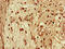 SEC14 Like Lipid Binding 3 antibody, CSB-PA887012LA01HU, Cusabio, Immunohistochemistry frozen image 