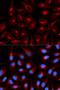 TLE Family Member 1, Transcriptional Corepressor antibody, LS-C334097, Lifespan Biosciences, Immunofluorescence image 