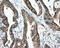 Deoxynucleotidyltransferase Terminal Interacting Protein 1 antibody, LS-C115170, Lifespan Biosciences, Immunohistochemistry frozen image 