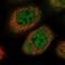 NLR Family Pyrin Domain Containing 10 antibody, NBP1-85556, Novus Biologicals, Immunofluorescence image 