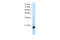 Sin3A Associated Protein 18 antibody, 28-920, ProSci, Western Blot image 