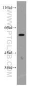 Neuropilin And Tolloid Like 2 antibody, 12318-1-AP, Proteintech Group, Western Blot image 