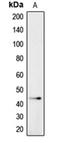 CADM4 antibody, orb215395, Biorbyt, Western Blot image 