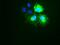 Keratin 18 antibody, GTX84254, GeneTex, Immunofluorescence image 