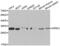 Serine And Arginine Rich Splicing Factor 1 antibody, abx001388, Abbexa, Western Blot image 