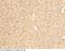 Serpin Family A Member 7 antibody, 50313-RP02, Sino Biological, Immunohistochemistry frozen image 