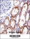DNA Methyltransferase 3 Alpha antibody, 57-872, ProSci, Immunohistochemistry paraffin image 