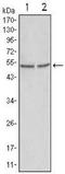 Glycogen Synthase Kinase 3 Alpha antibody, NB110-87048, Novus Biologicals, Western Blot image 