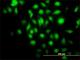 BAG family molecular chaperone regulator 1 antibody, H00000573-M02, Novus Biologicals, Immunofluorescence image 