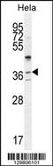 Selenoprotein V antibody, 55-794, ProSci, Western Blot image 