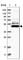 TRNA Methyltransferase 61B antibody, HPA026751, Atlas Antibodies, Western Blot image 