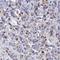 Olfactory Receptor Family 10 Subfamily Z Member 1 antibody, NBP2-33991, Novus Biologicals, Immunohistochemistry frozen image 