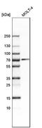 Chromatin Assembly Factor 1 Subunit B antibody, NBP1-88235, Novus Biologicals, Western Blot image 