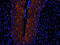 Lymphocyte antigen 6G antibody, orb322983, Biorbyt, Immunocytochemistry image 