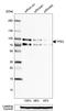 Transcription Factor Binding To IGHM Enhancer 3 antibody, HPA023881, Atlas Antibodies, Western Blot image 