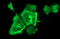 Neurofilament Medium antibody, LS-C788299, Lifespan Biosciences, Immunofluorescence image 