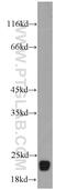 Reticulon 1 antibody, 15048-1-AP, Proteintech Group, Western Blot image 