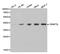 DNA Methyltransferase 3 Like antibody, PA5-76619, Invitrogen Antibodies, Western Blot image 