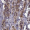Carbohydrate Sulfotransferase 8 antibody, HPA016004, Atlas Antibodies, Immunohistochemistry frozen image 
