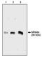 SRP Receptor Subunit Beta antibody, AP05313PU-N, Origene, Western Blot image 