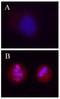 H2A Histone Family Member X antibody, LS-C41114, Lifespan Biosciences, Immunocytochemistry image 