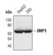 Insulin Like Growth Factor 2 MRNA Binding Protein 1 antibody, PA5-17144, Invitrogen Antibodies, Western Blot image 