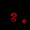 PHD Finger Protein 21A antibody, orb341044, Biorbyt, Immunocytochemistry image 