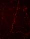 Synapsin I antibody, P03794-3, Boster Biological Technology, Immunohistochemistry paraffin image 