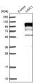 Receptor-associated protein 80 antibody, NBP1-87157, Novus Biologicals, Western Blot image 