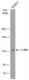 ABL Proto-Oncogene 1, Non-Receptor Tyrosine Kinase antibody, NBP2-15631, Novus Biologicals, Western Blot image 