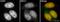 SWI/SNF Related, Matrix Associated, Actin Dependent Regulator Of Chromatin, Subfamily A, Member 4 antibody, ab4081, Abcam, Immunofluorescence image 