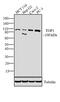 DNA Topoisomerase I antibody, 435900, Invitrogen Antibodies, Western Blot image 