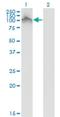 FGFR-2 antibody, H00002263-M01, Novus Biologicals, Western Blot image 