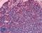 Interleukin 7 Receptor antibody, LS-B2830, Lifespan Biosciences, Immunohistochemistry paraffin image 