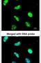 DExD-Box Helicase 39B antibody, PA5-27427, Invitrogen Antibodies, Immunofluorescence image 