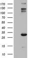 Immunoglobulin Superfamily Member 11 antibody, NBP2-46046, Novus Biologicals, Western Blot image 