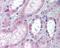 Kynurenine/alpha-aminoadipate aminotransferase, mitochondrial antibody, 48-417, ProSci, Immunohistochemistry frozen image 