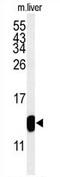 TMIE antibody, AP54288PU-N, Origene, Western Blot image 