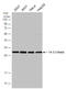 Tyrosine 3-Monooxygenase/Tryptophan 5-Monooxygenase Activation Protein Theta antibody, GTX112026, GeneTex, Western Blot image 