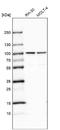 Nucleoporin 93 antibody, NBP1-81546, Novus Biologicals, Western Blot image 