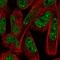 Nuclear Protein, Coactivator Of Histone Transcription antibody, HPA045908, Atlas Antibodies, Immunofluorescence image 